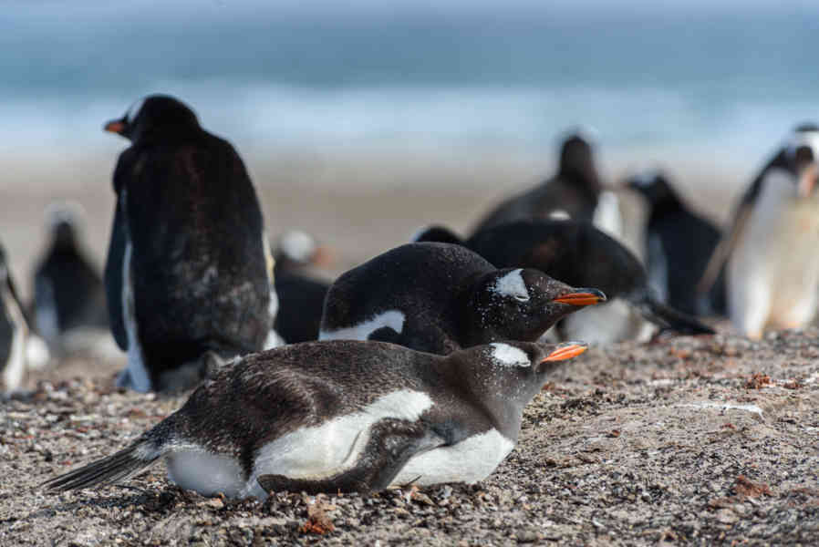 Pingüino Gentoo - islas Falkland o Malvinas 33.jpg